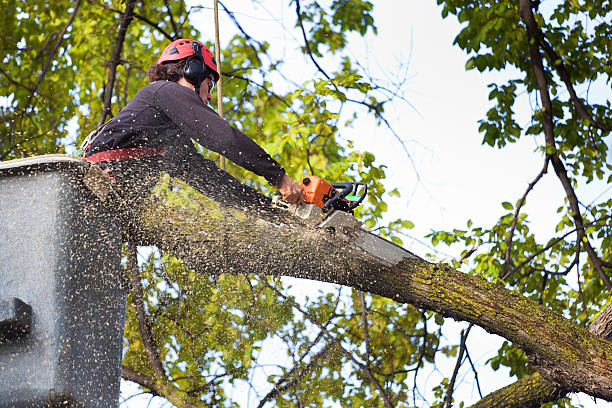 Best Residential Tree Removal  in Boston, GA